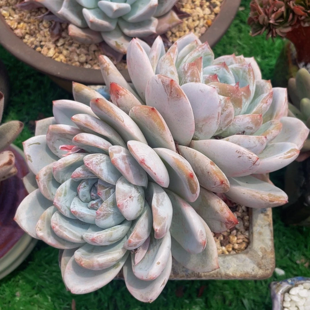 多肉植物盆栽多肉植物