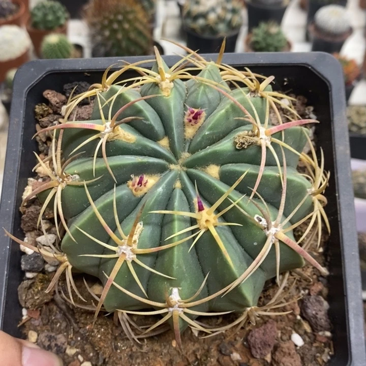 实生赤诚特价福利