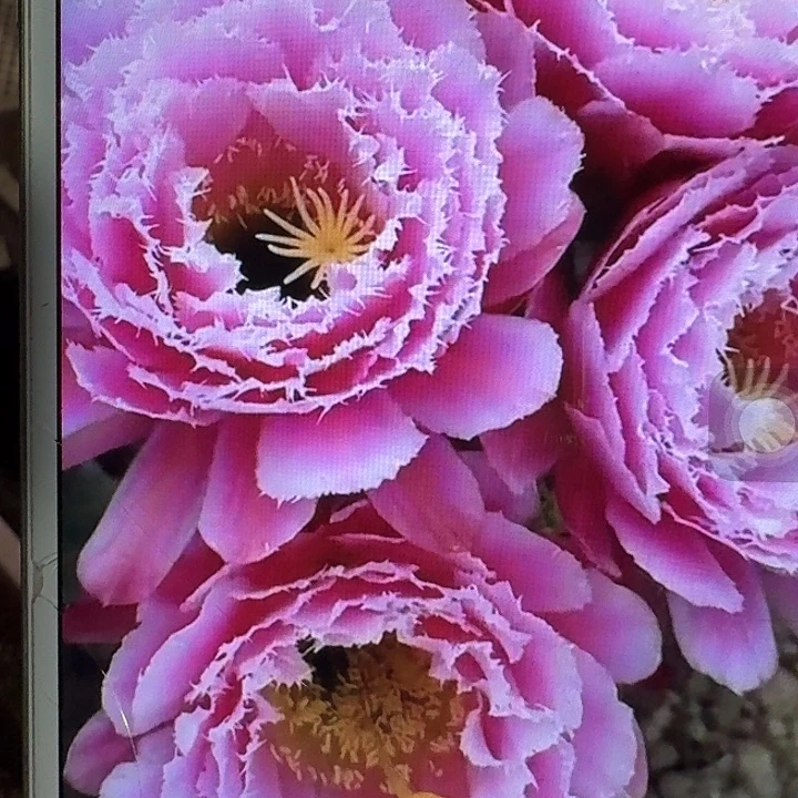 芸儿侧芽5公分左右毛花柱（20包邮）