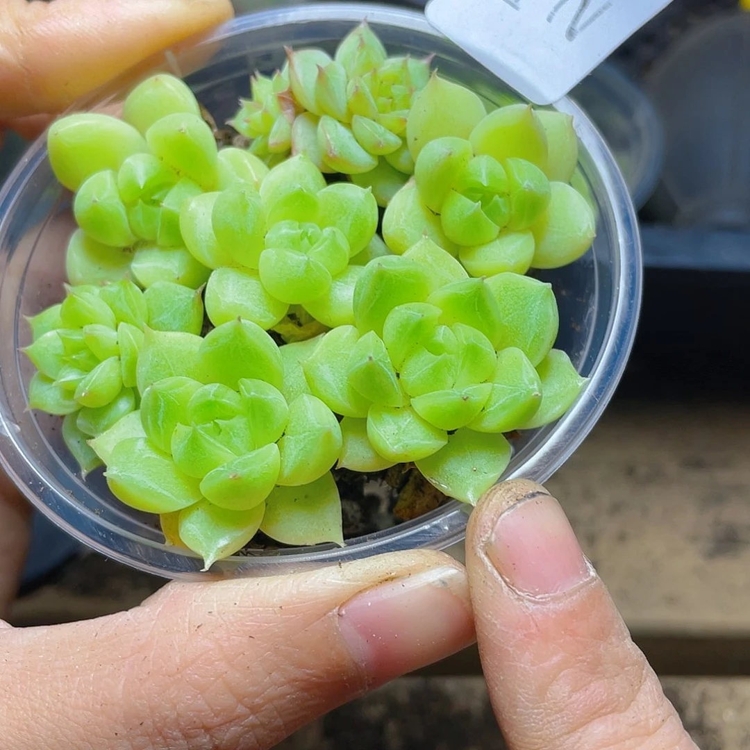 多肉植物多肉植物225