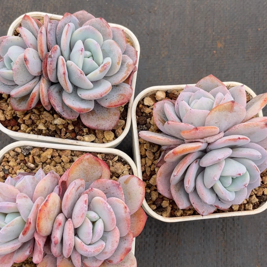 姐姐说她真的不是一般意义