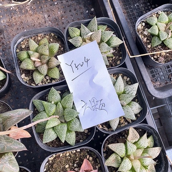 504。 六棵福利。