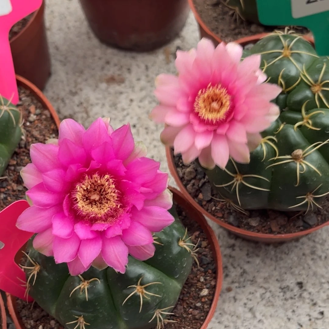 浅***。实生美花海王x r q