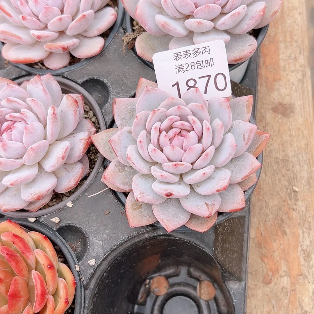 阿***布多肉一物一拍植物1870