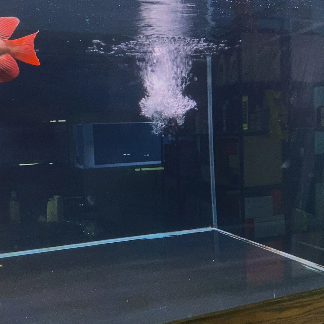 蓝口孵鱼盛**朝红龙