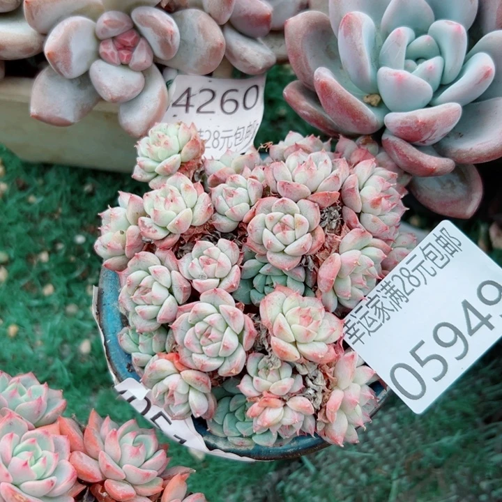 幸运的是我还没遇到你的那个