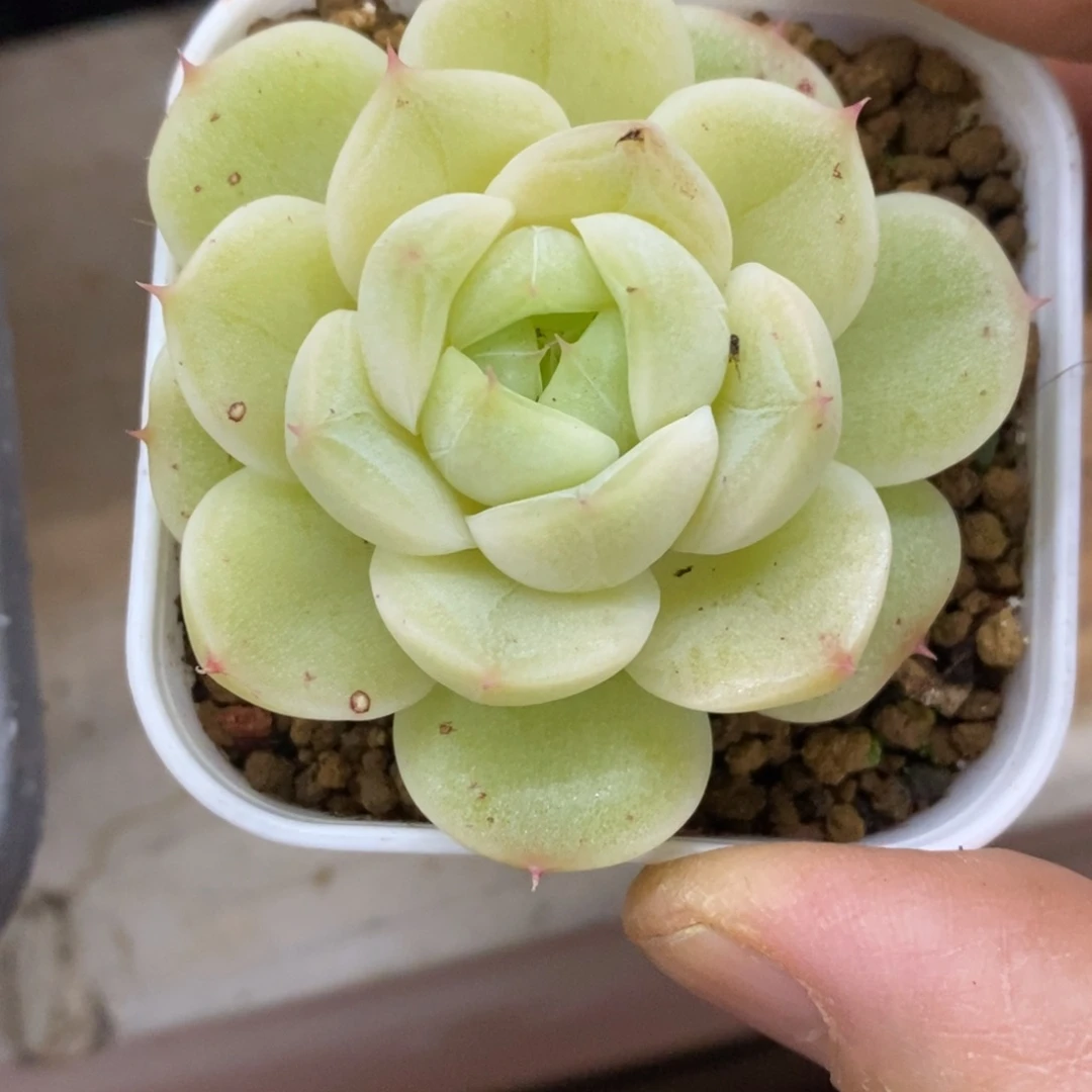 精品多肉一物一拍不包整471