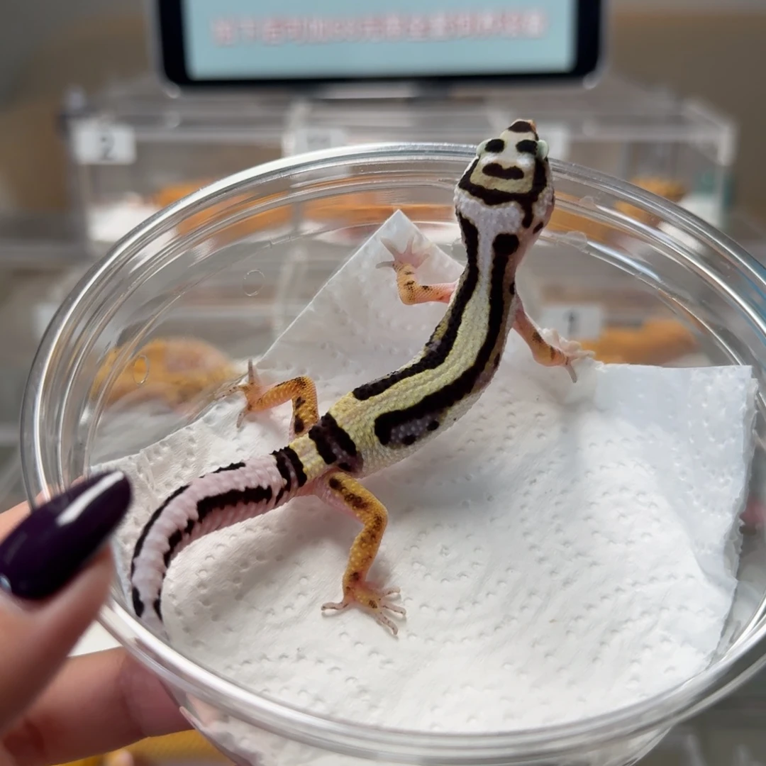 豹纹守宫土匪母温