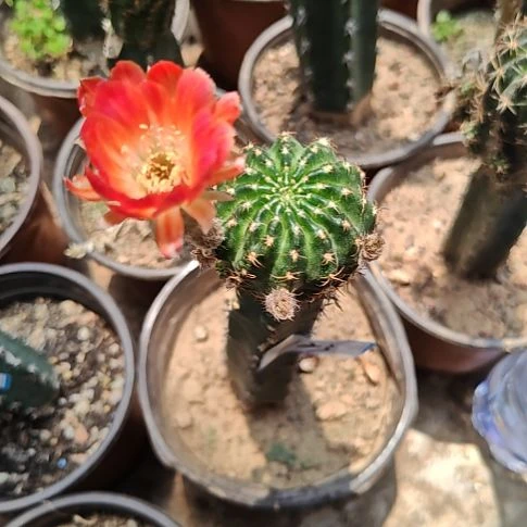 丽花秀普嫁接花心123特