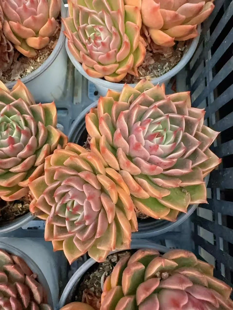 80#2-3头圣诞麋鹿（6-9cm）脱土