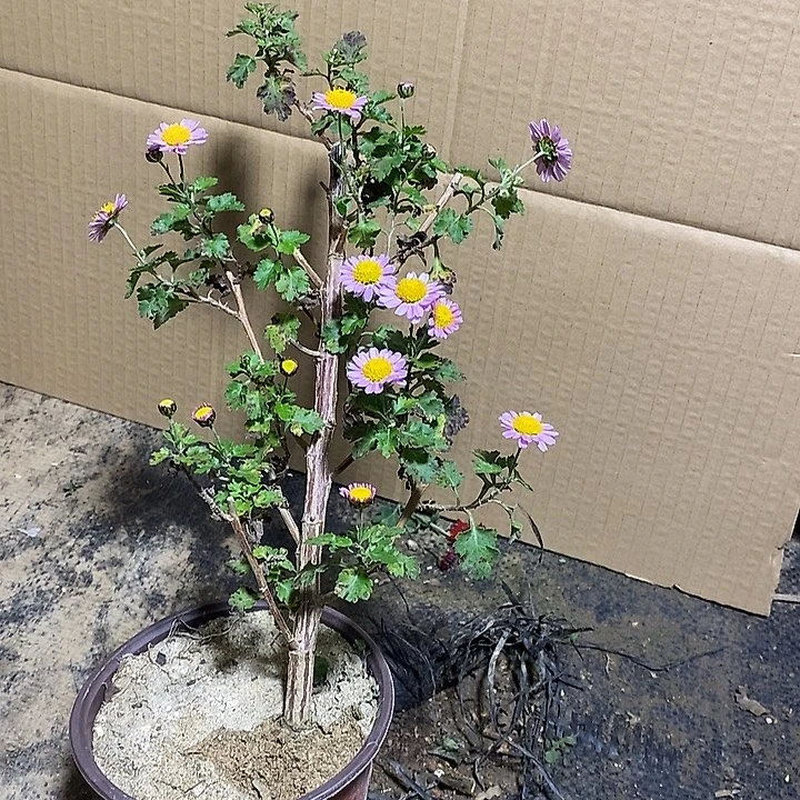 学***3完全开放盆景菊花了