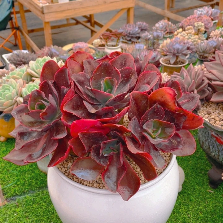 王***姐谢谢你的支持0000000088