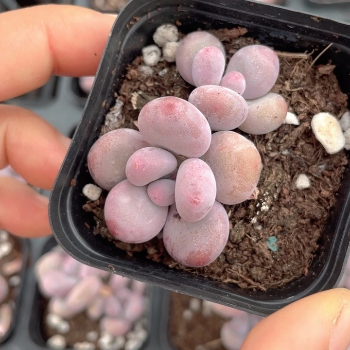 彩虹奶双头随机发满18包邮