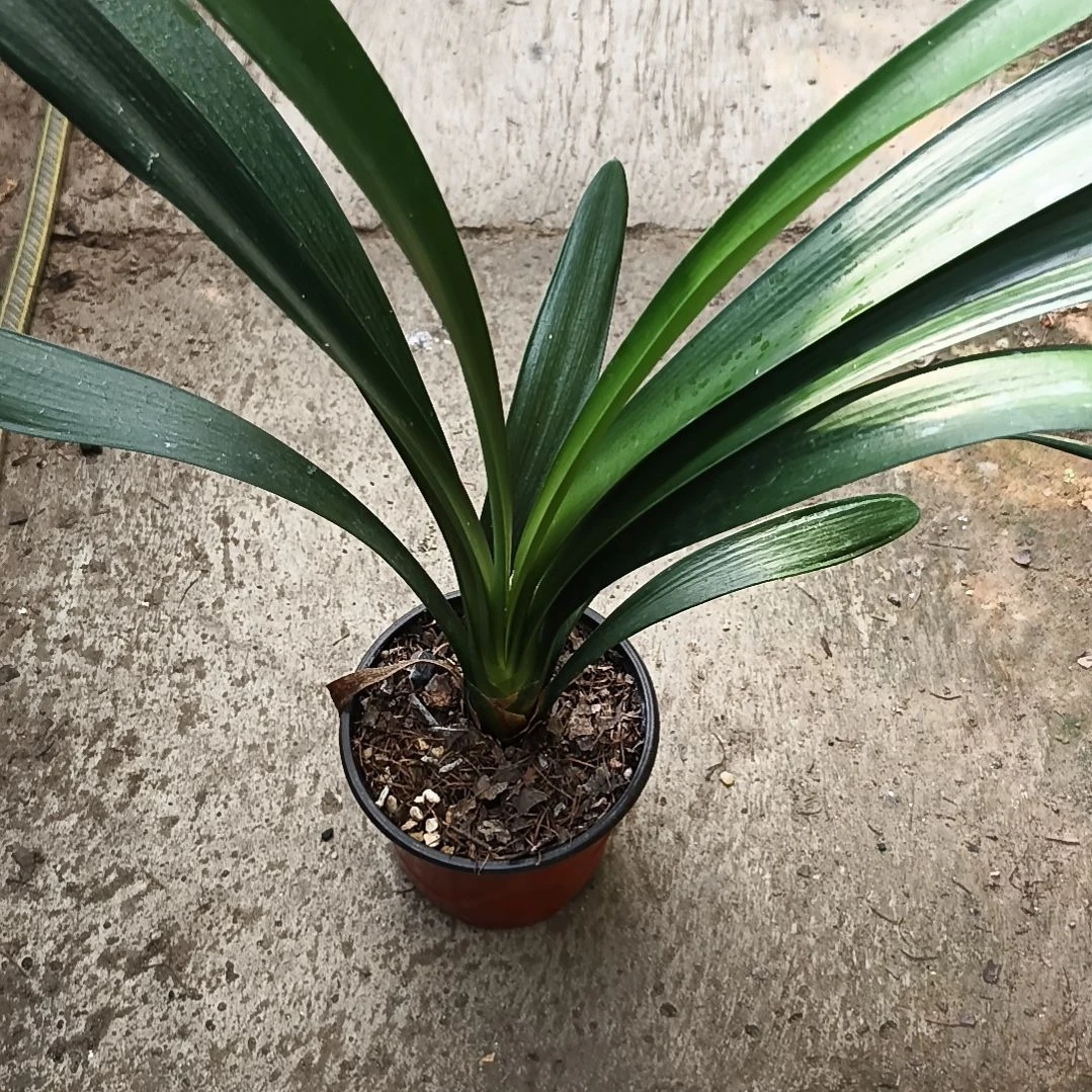 浅****完全开放暖阳苗一颗特惠