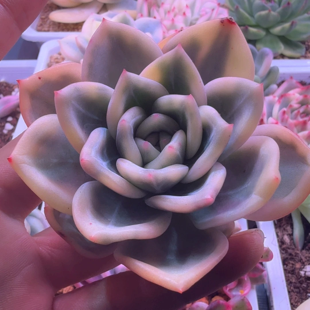 伊丽莎白锦 多肉植物