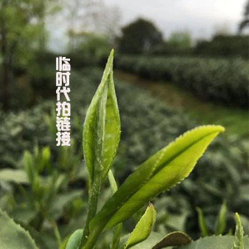 【福鼎白茶】临时2024 荒野牡丹王 原产地太姥山