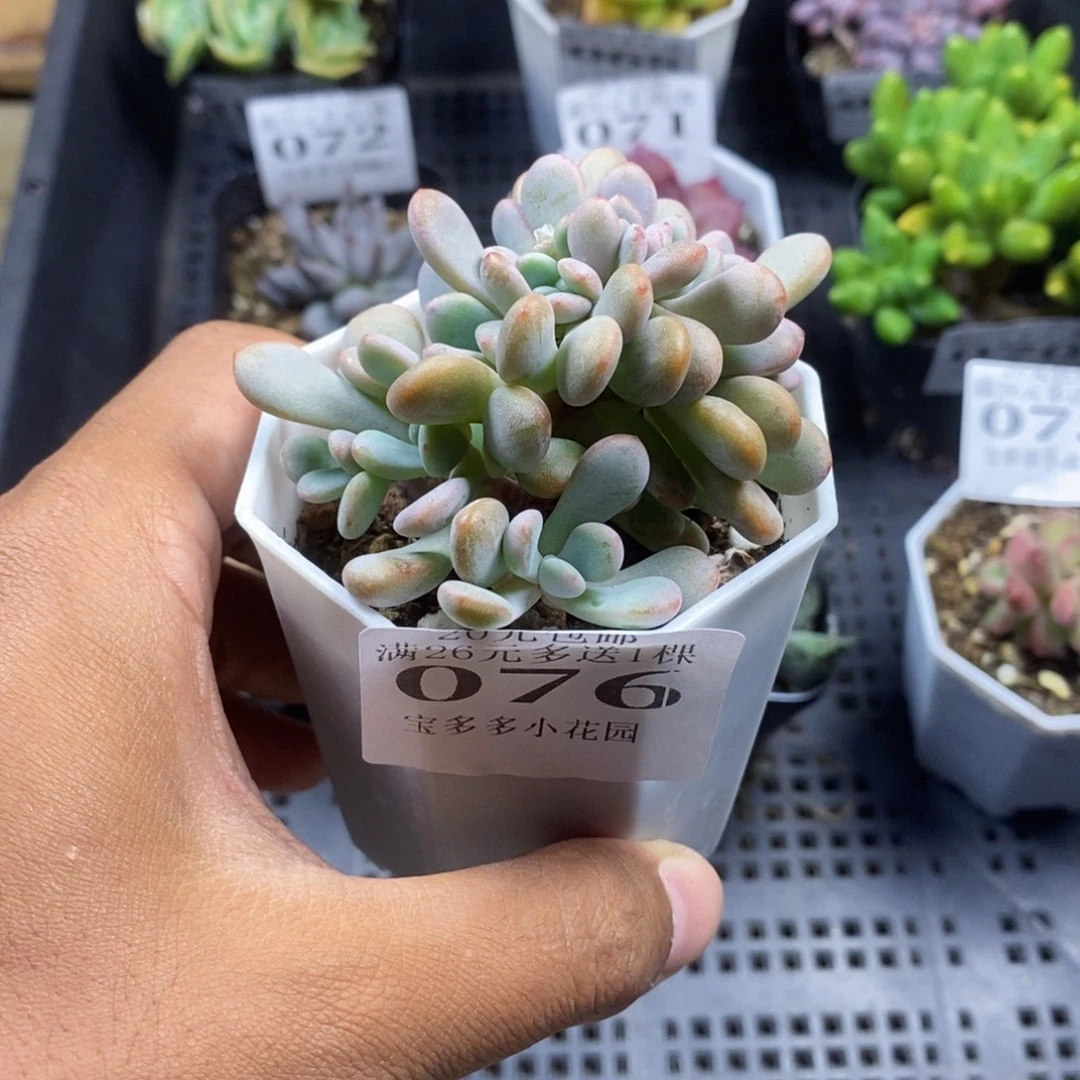 …***粉兔缀化一物一拍满20包邮满26送一颗多肉