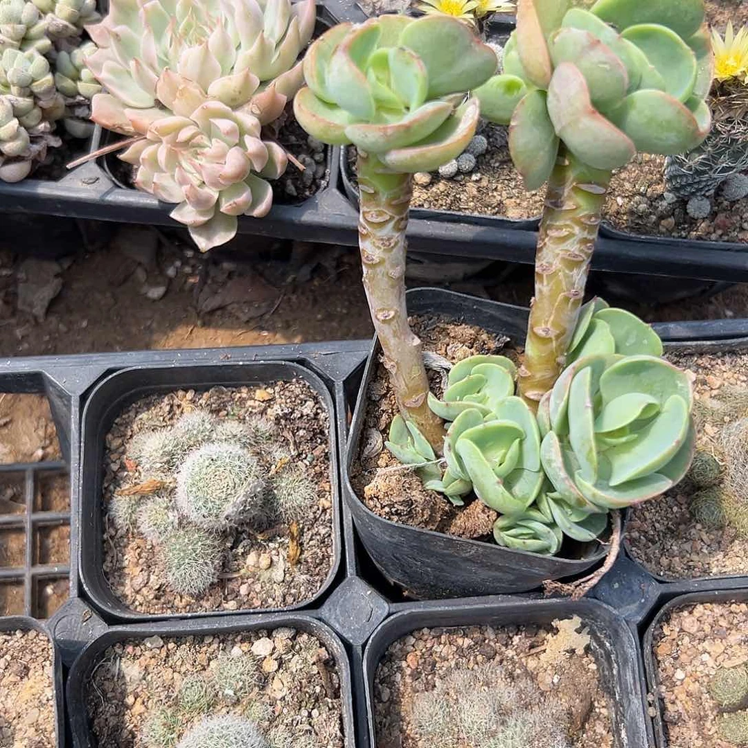 多肉植物鸡蛋碧桃老庄