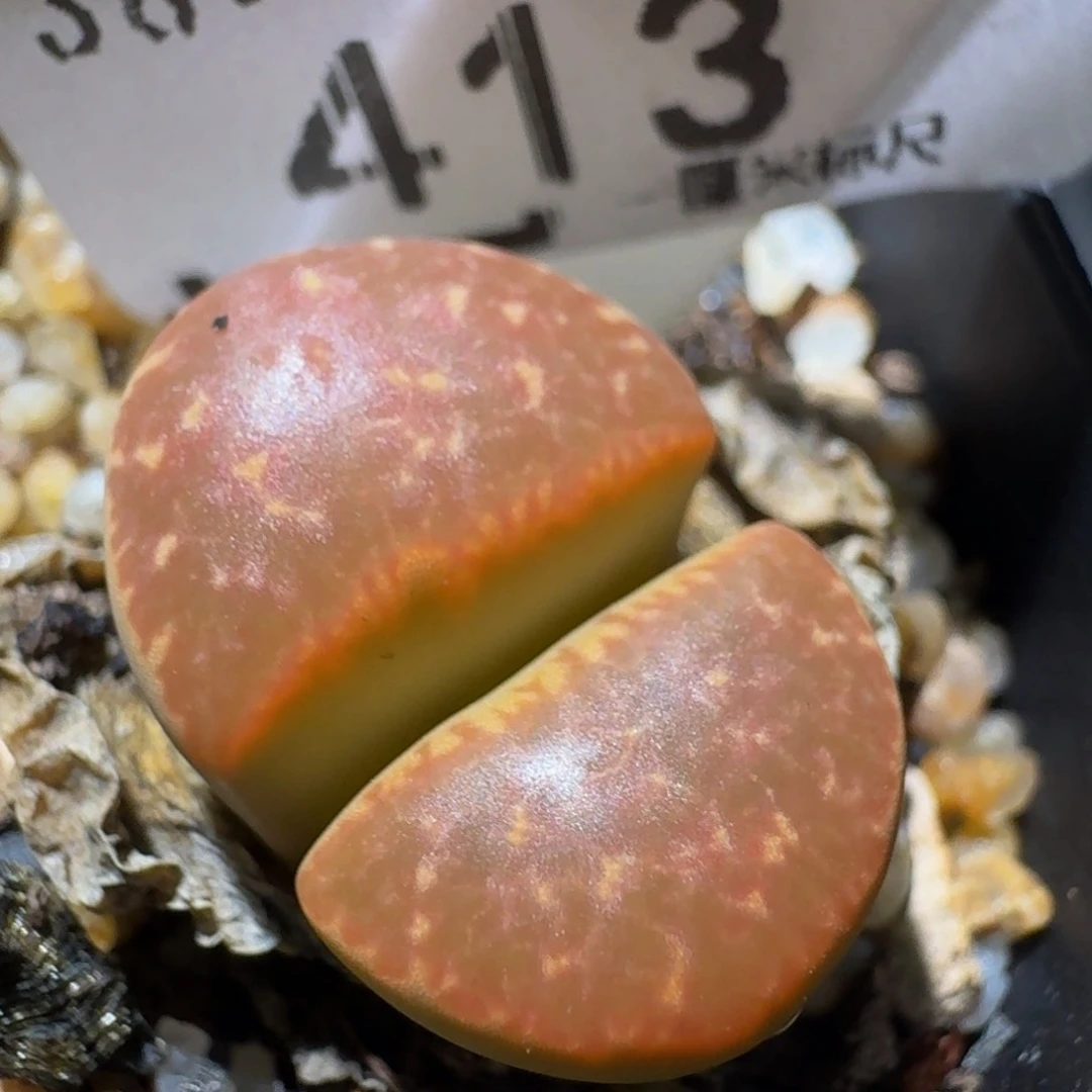 Zzzz生生花肉锥413