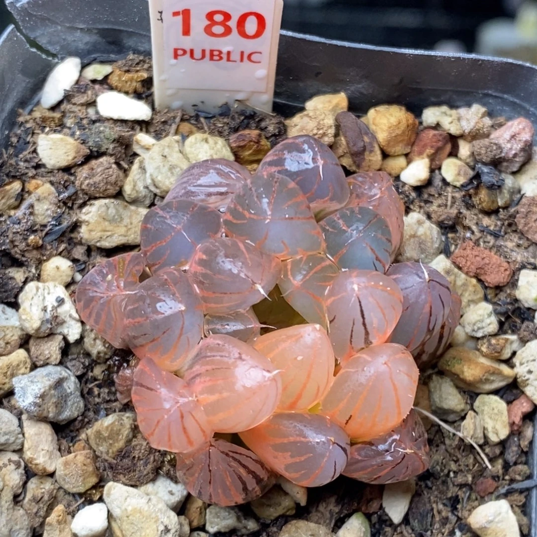 180号糊斑霓虹灯玉露锦