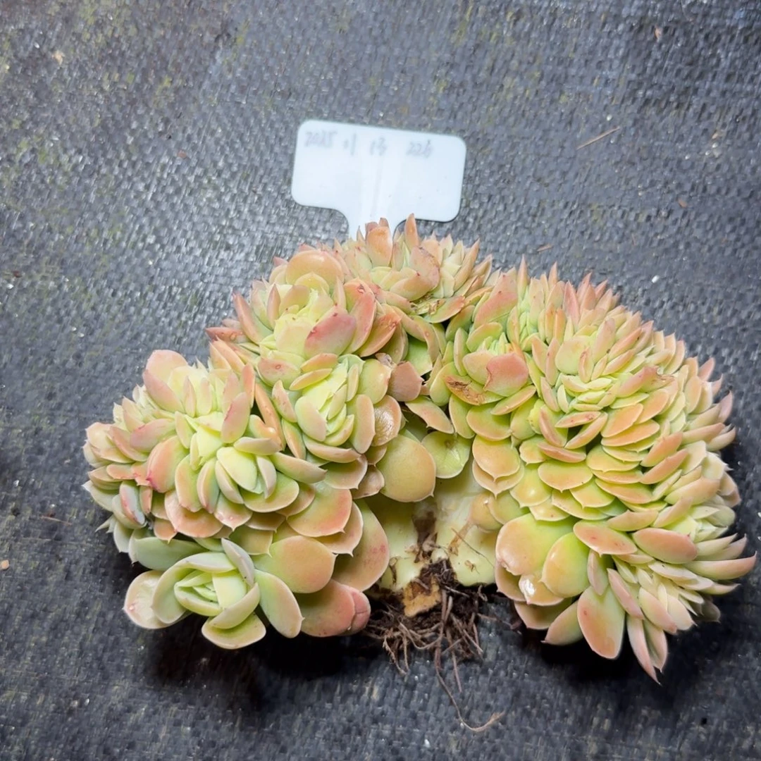 一物一拍11-14星腊塔缀化226