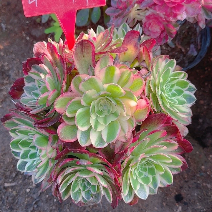 4-94海王多肉法师