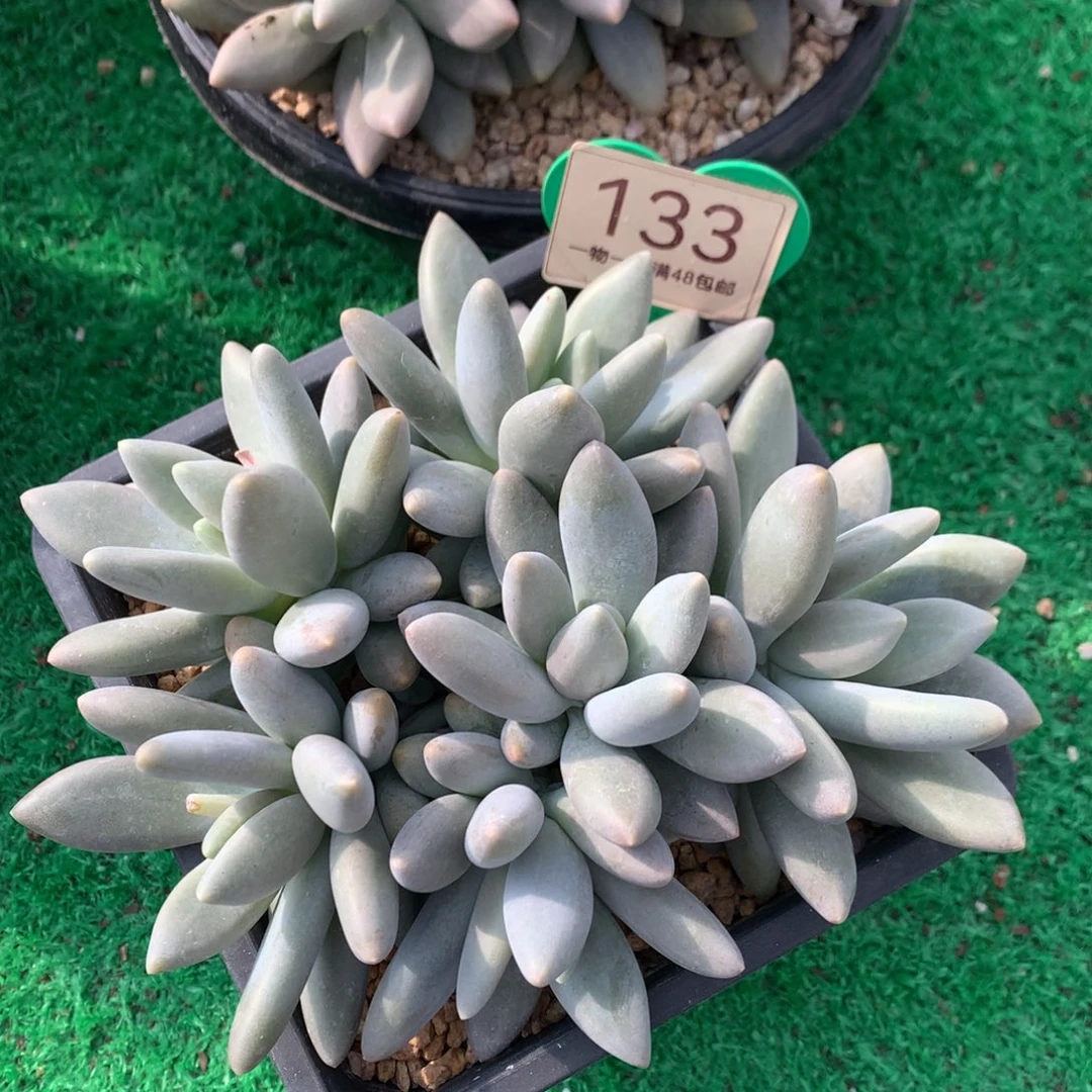 白兰地无砍捧花开播福利133