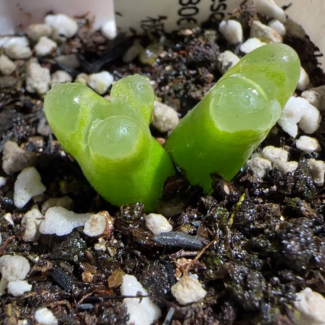 肉锥多肉植物组合-极窗母本426