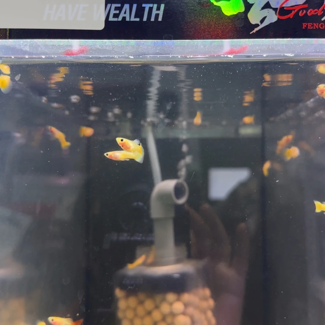 孔雀鱼孔雀鱼盲盒