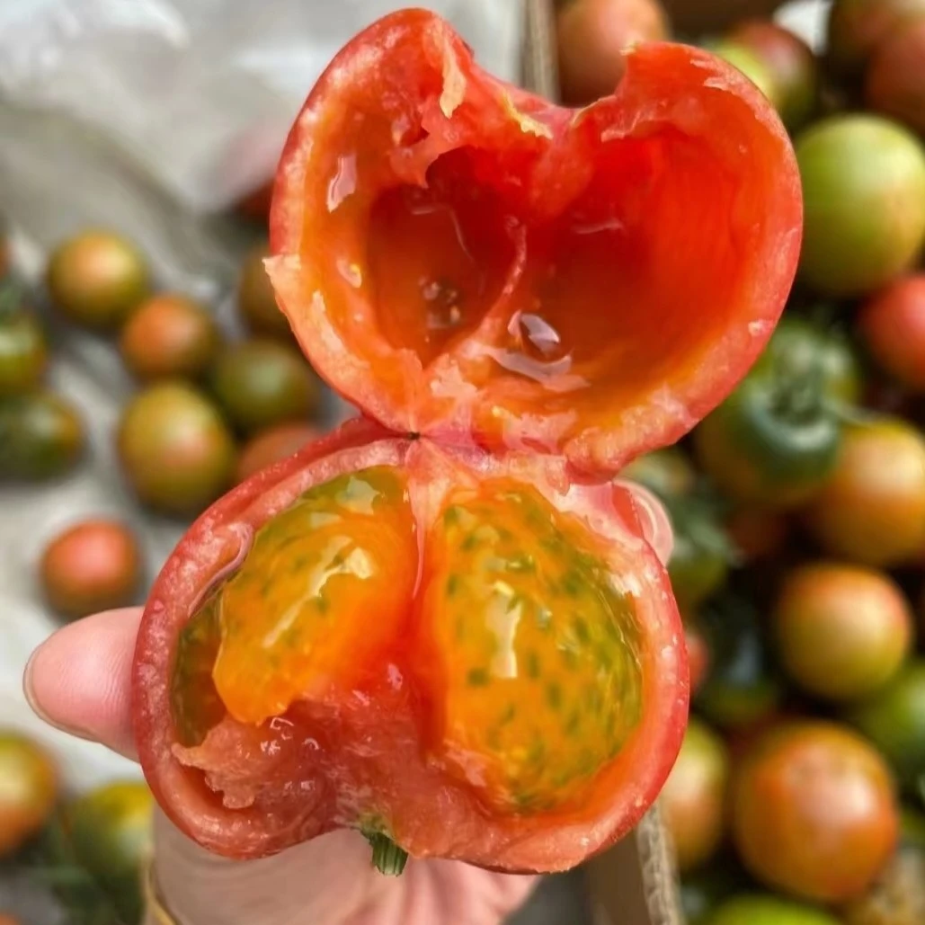 【草莓柿子】生态种植草莓柿子水果番茄新鲜番茄同城送河南省