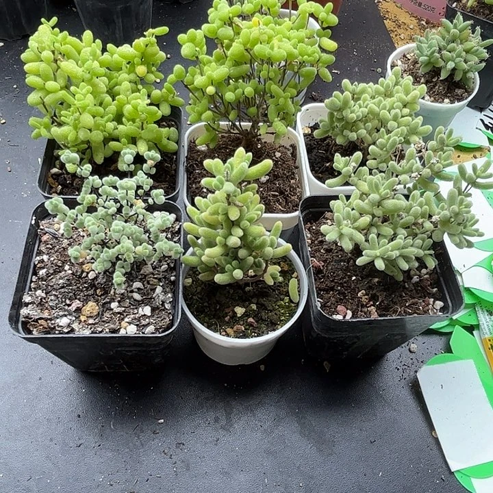 20新手套餐组合优选