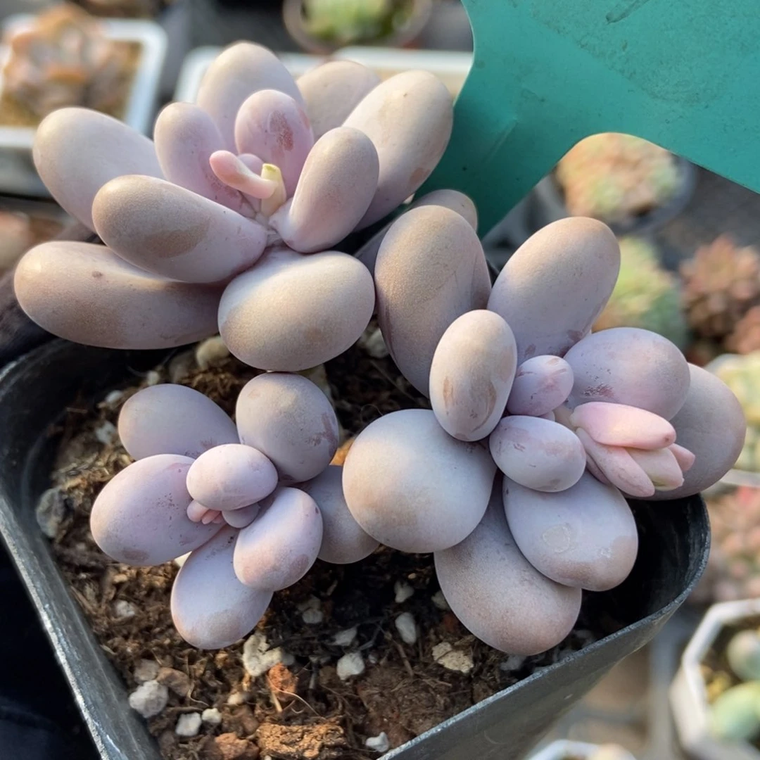 801大叶奶多肉植物保护