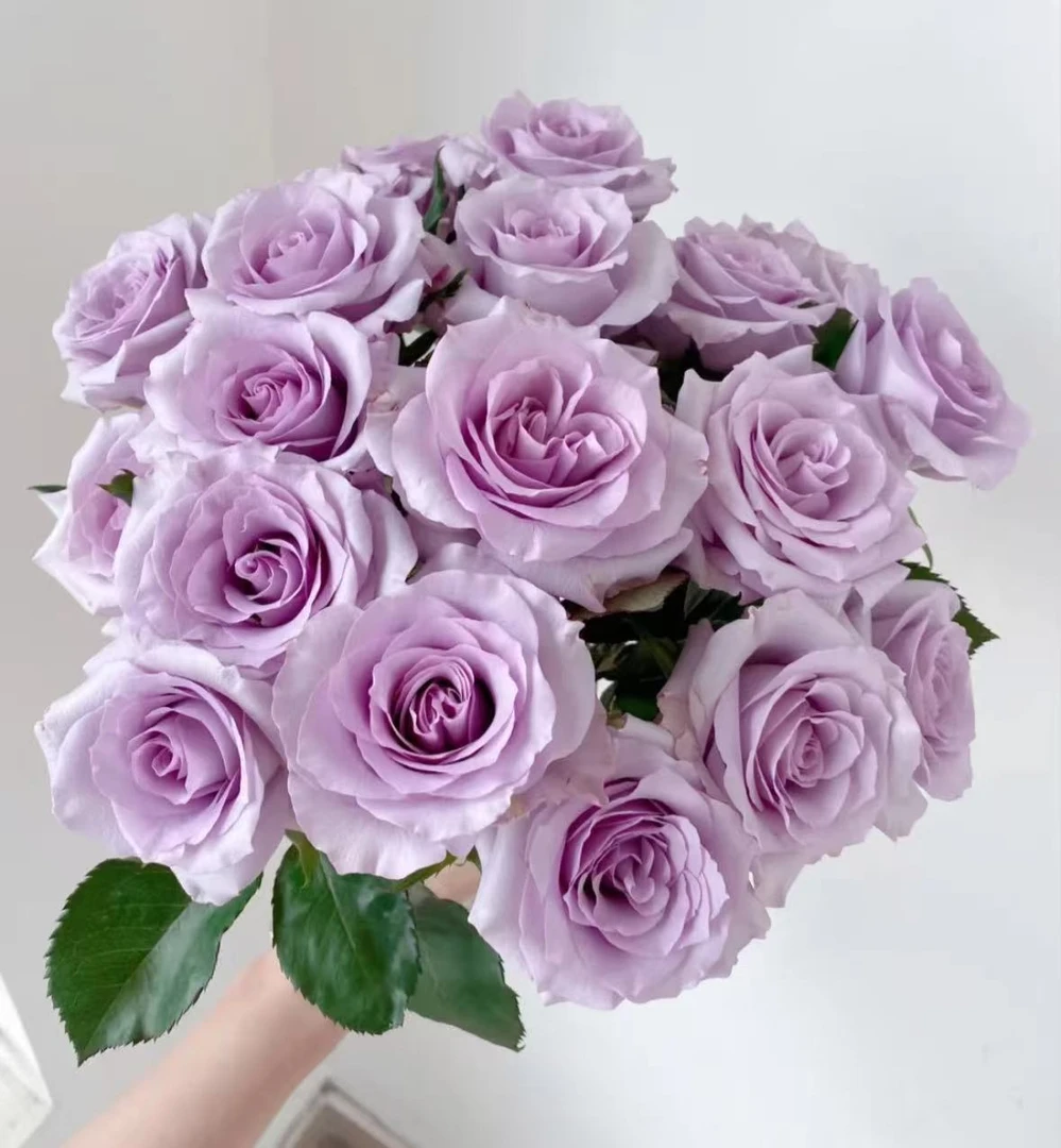 【AB级海洋之歌20枝】小花型淡紫色系颜值高带香味能开大 一单包邮