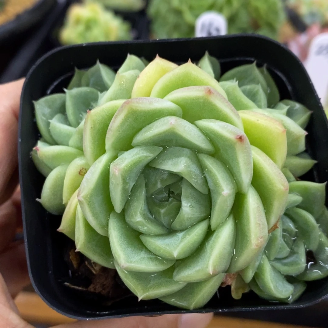 精品多肉一物一拍不包整200