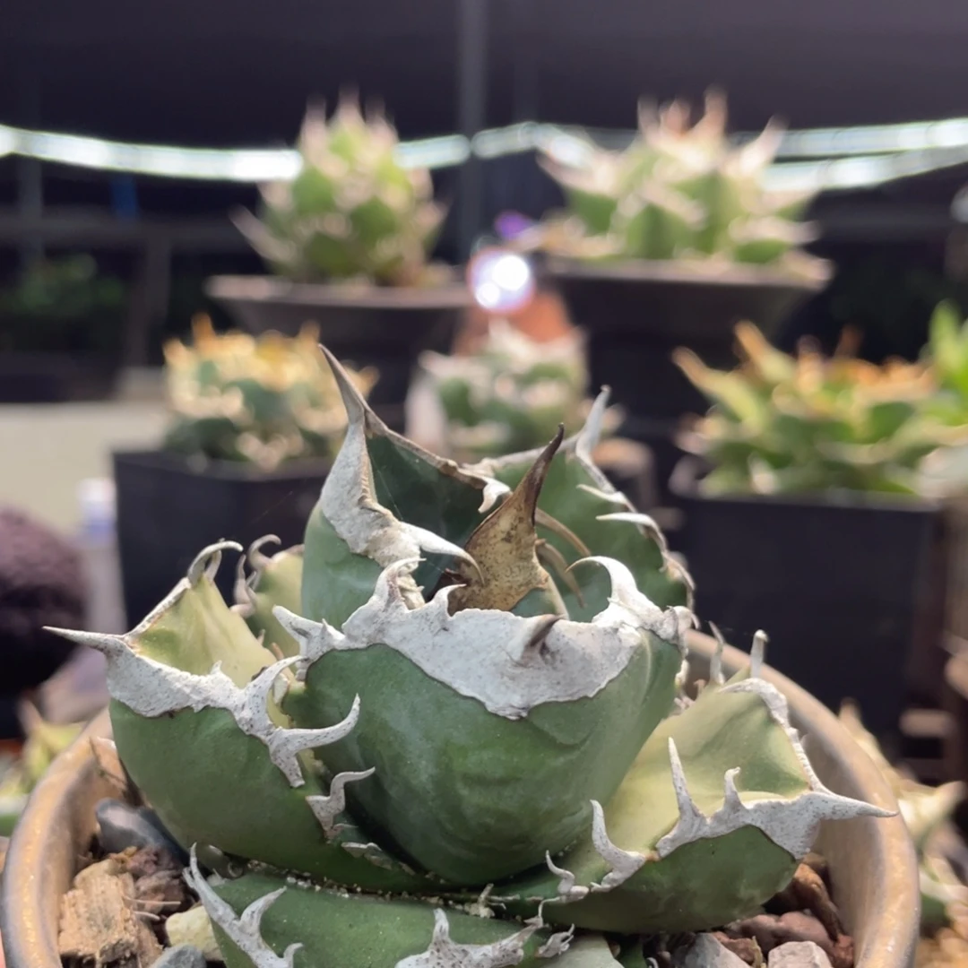 立可白8888888888888