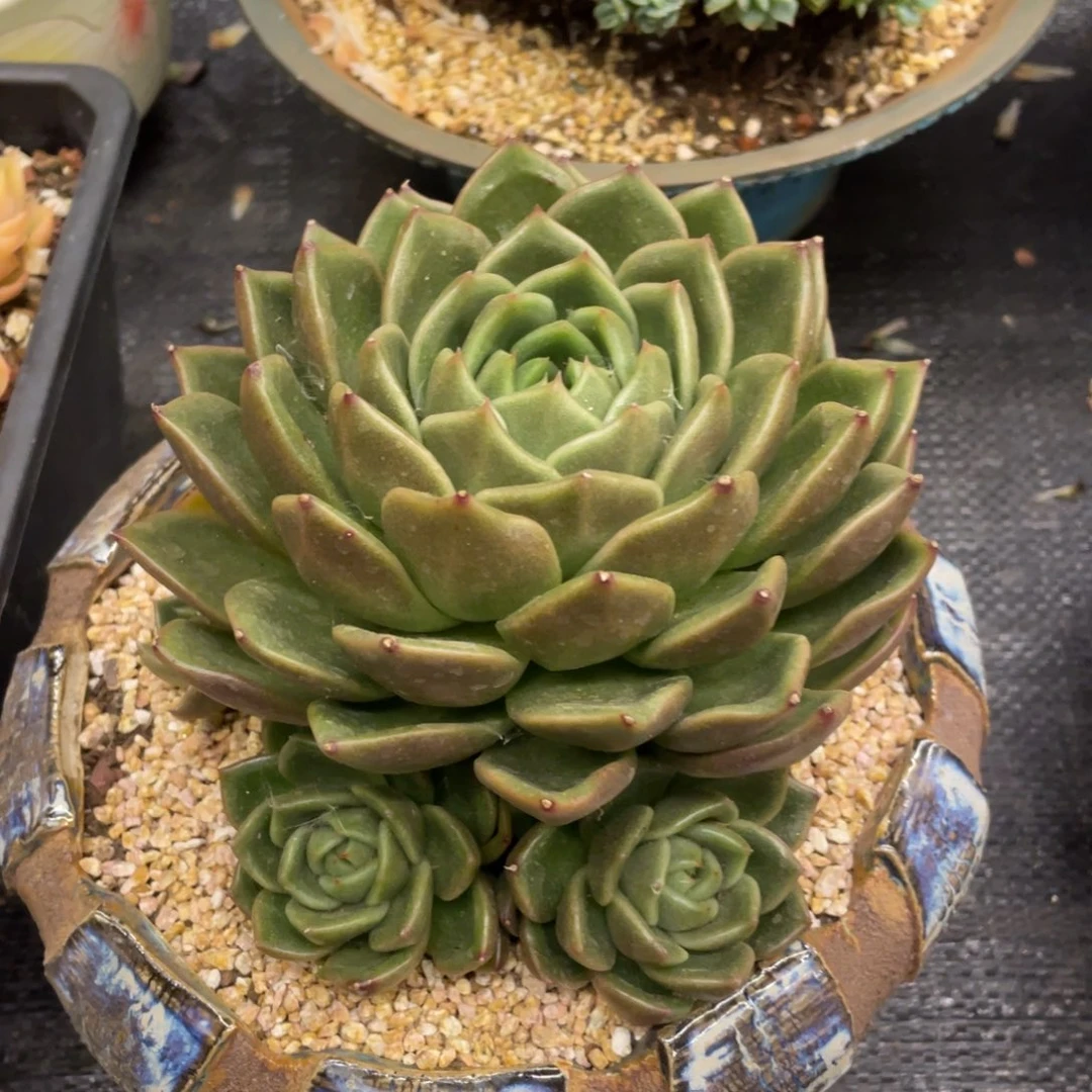 弥鹿之森一物一拍