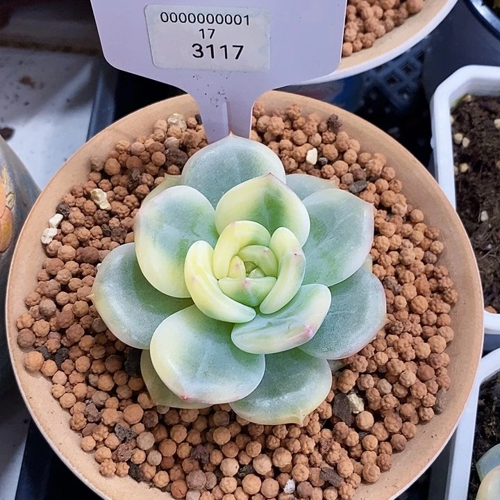 小***鱼3117号伊丽莎白锦多肉