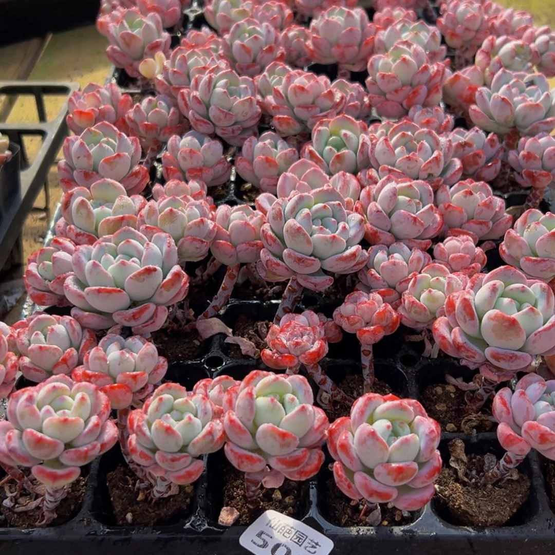 ****白503多肉葡萄领导人