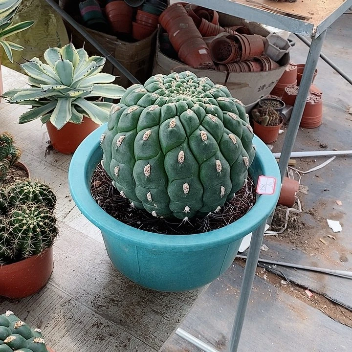 【闪购商品】仙人球