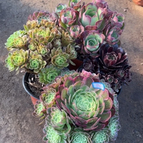 指****滴716多肉植物组合