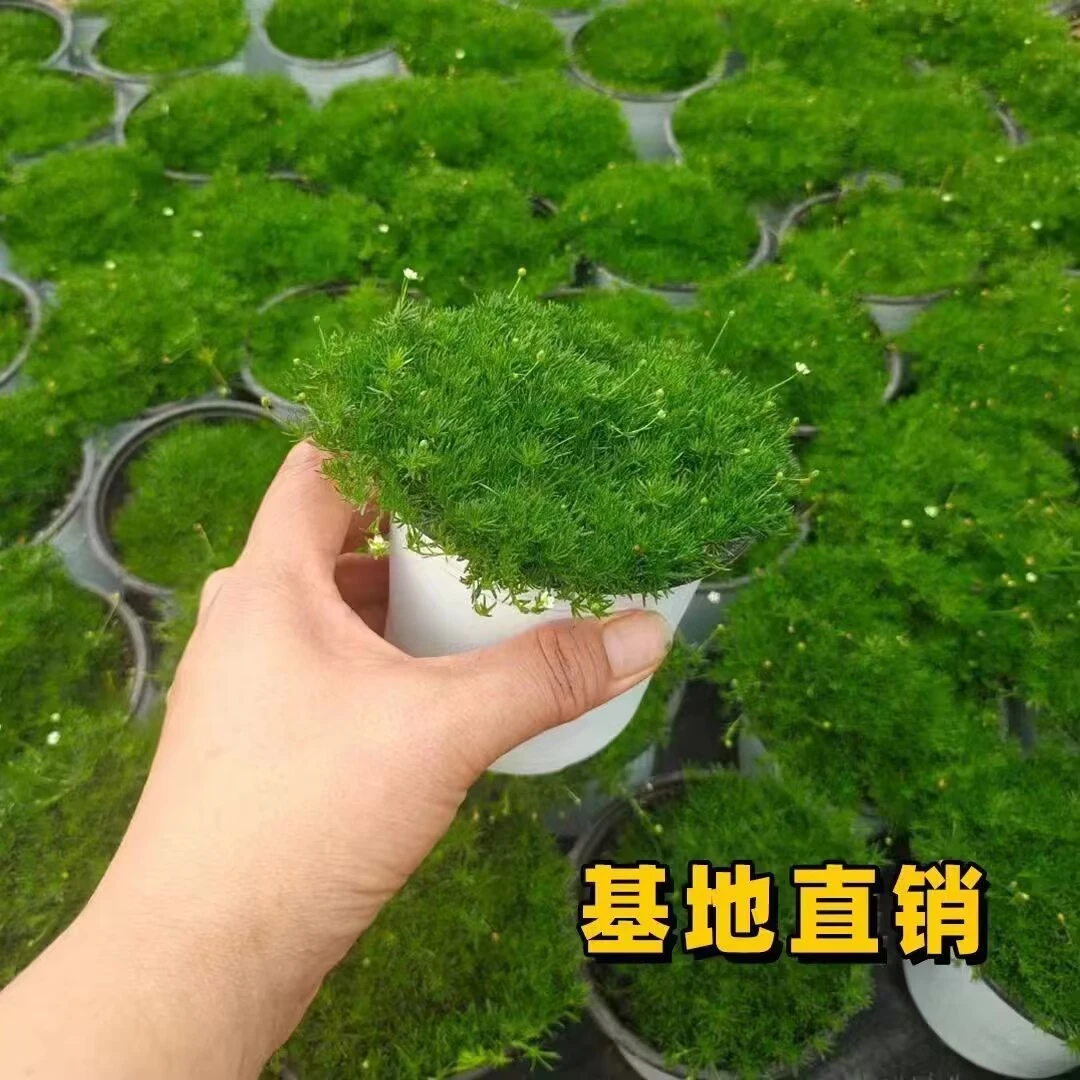 爱尔兰珍珠草多肉绿植耐旱室内阳台盆栽多年生庭院苔藓草坪花卉
