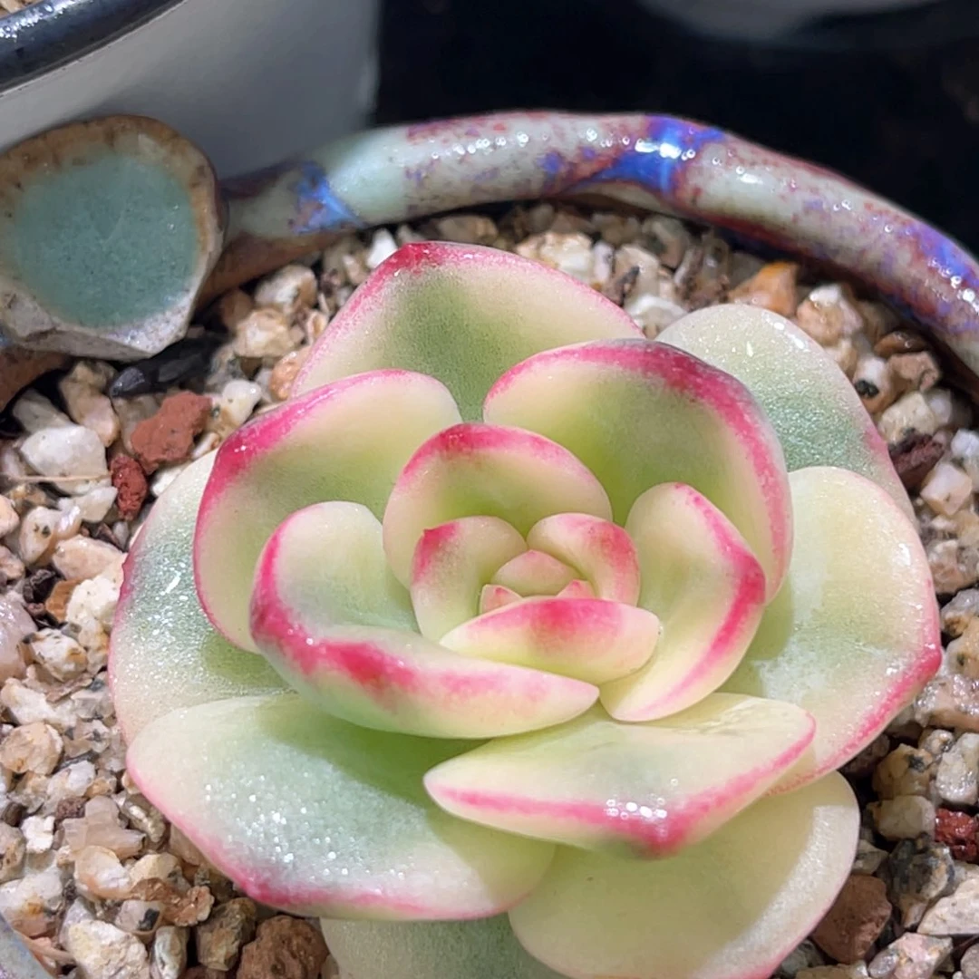 多肉特价三文鱼锦头盖