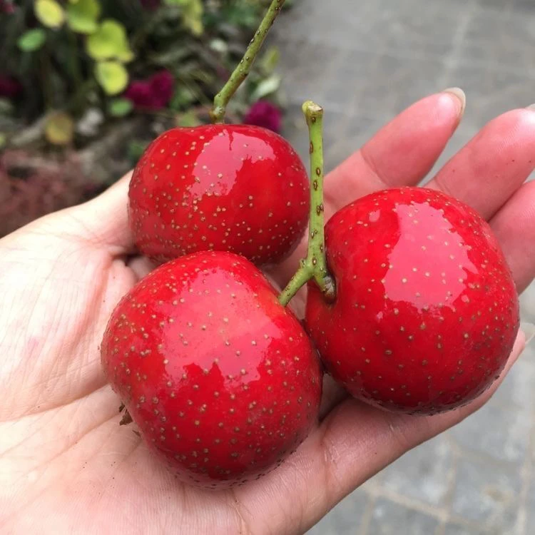 新鲜山楂果大金星非山里红（果子偏酸，果型大）