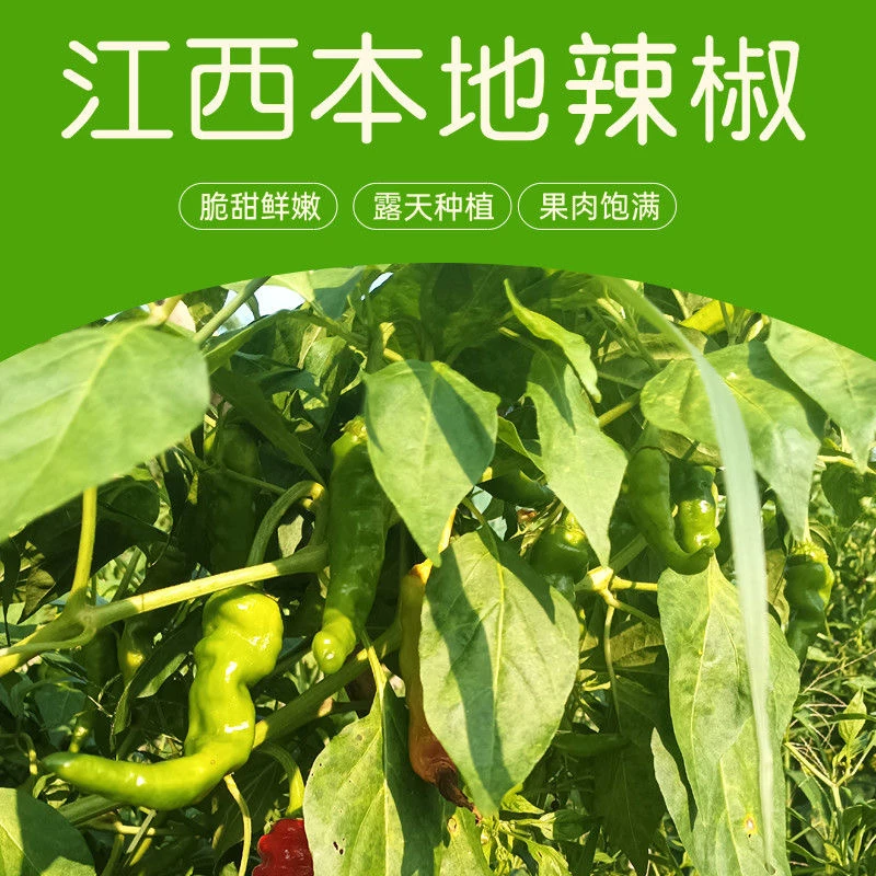 【本地青红辣椒】江西农家新鲜红辣椒青辣椒皮薄浓浓的辣椒香味