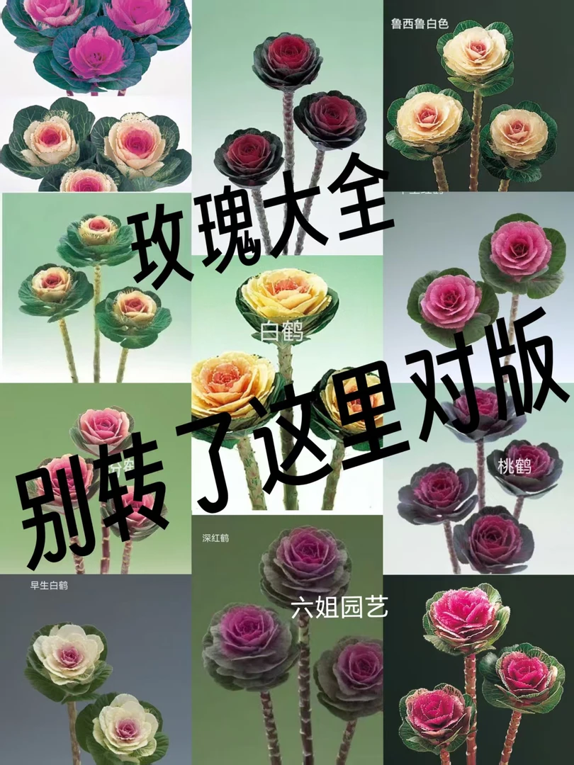 羽衣甘蓝一代进口玫瑰系十个品种混发20粒,盲目播种不包售后