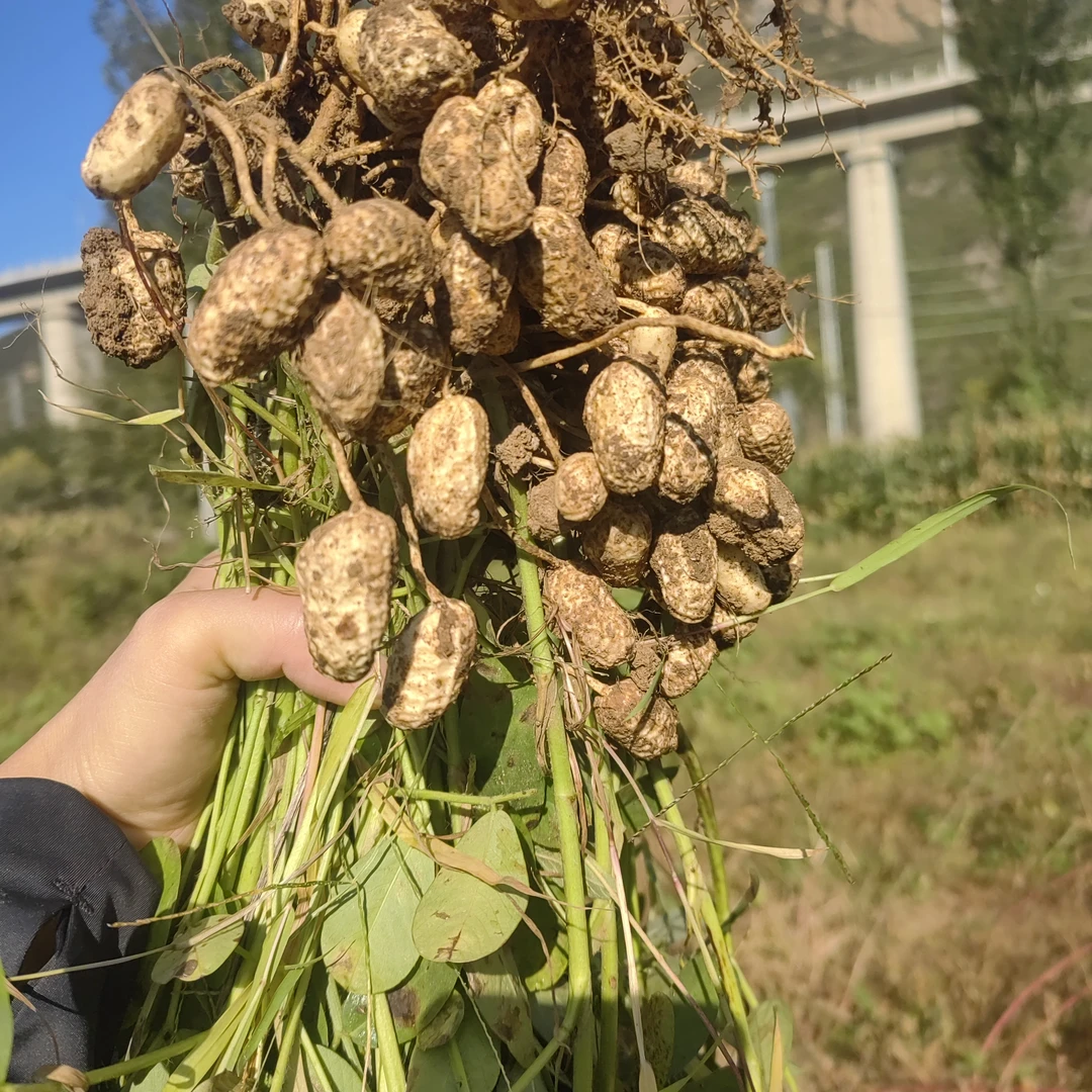 现挖带壳带泥新鲜湿花生生吃清脆水煮软糯香甜