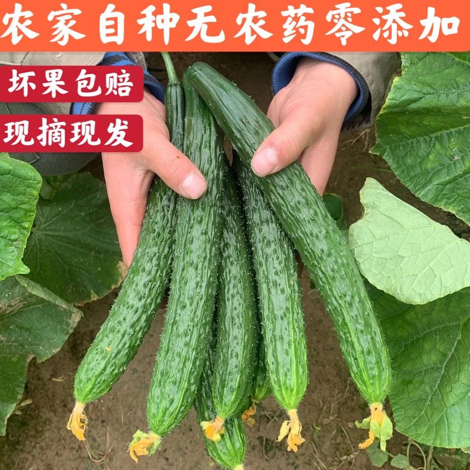 （粉丝福利价）现摘绿心黄瓜刺黄瓜青瓜脆甜多汁河南应季新鲜蔬菜