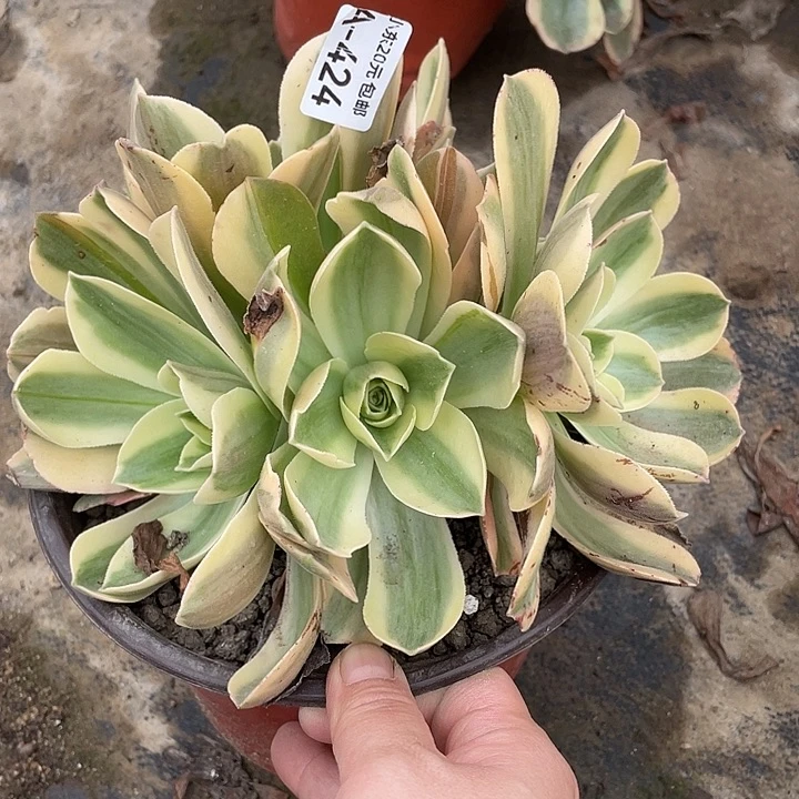 424香炉盘白锦多肉植物福利