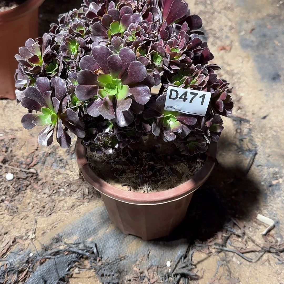 471欧紫有伤一颗满28包邮呀
