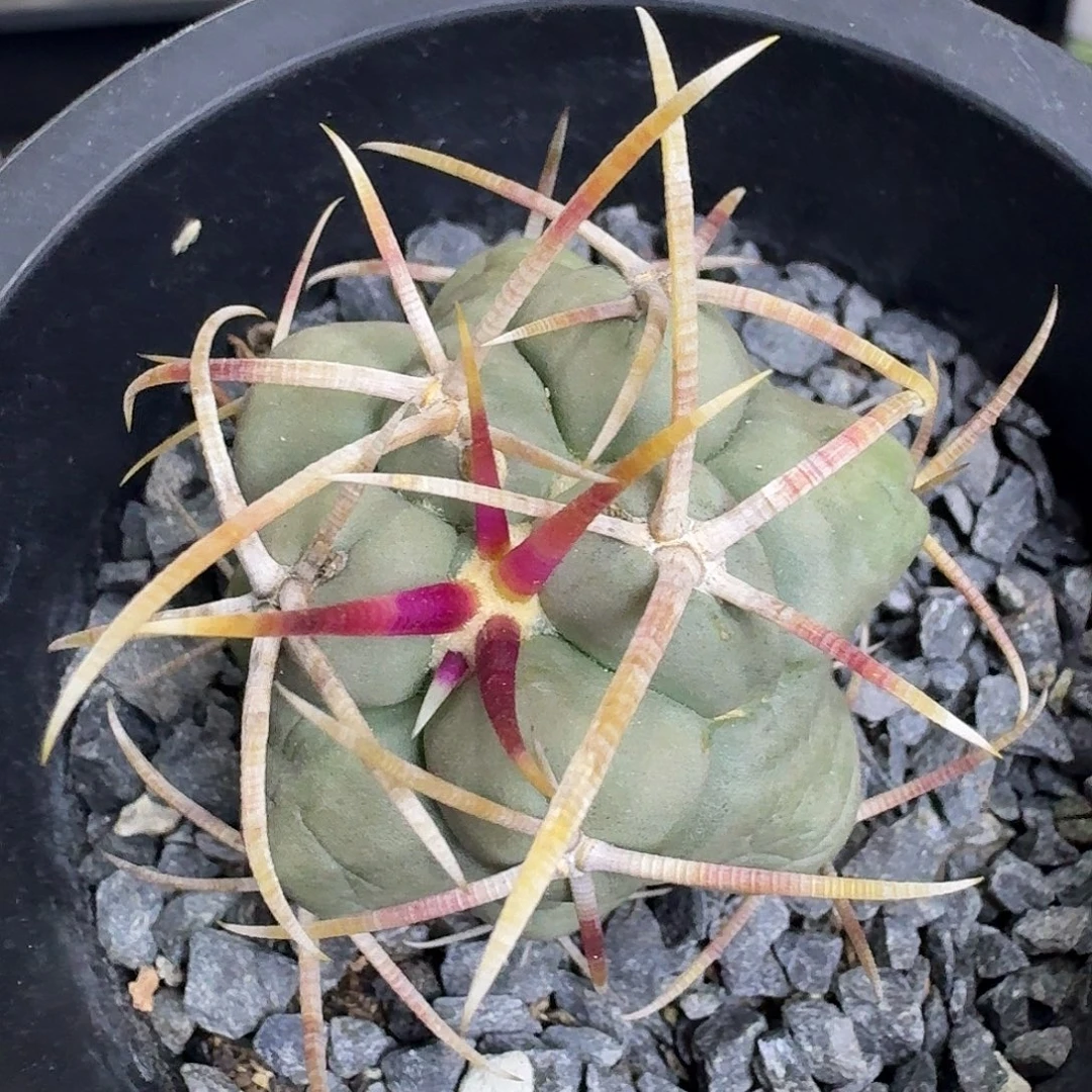 红刺菲冠龙福利价